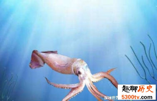 吸血枪乌贼：海洋里的变色生物（吸引猎物进行捕杀）