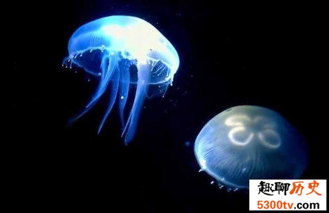 深海最恐怖的生物：冥河水母极像“摄魂怪”